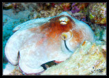 Caribbean Reef Octopus