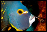 French Angelfish