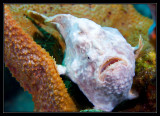Frogfish