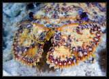 Sculptured Slipper Lobster