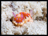 Harlequin Sea Goddess Nudibranch
