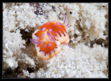 Harlequin Sea Goddess Nudibranch
