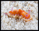 Harlequin Sea Goddess Nudibranch