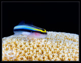 Cleaning Goby