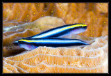 CLeaning Goby Pair