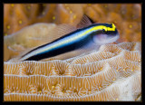 Cleaning Goby