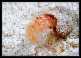Hermet Crab