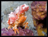 Spongy Decorator Crab