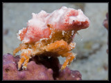 Spongy Decorator Crab