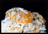 2 long unidentified nudibranch