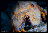 Spanish Slipper Lobster