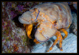 Spanish Slipper Lobster