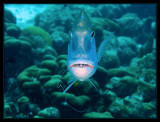 Dog Snapper with fishing line