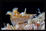 Sea Hare