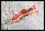 Harlequin Sea Goddess Nudibranch
