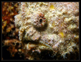 Frogfish
