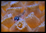 Goby with Polyps