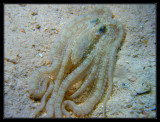 Atlantic Longarm Octopus