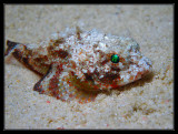 Mushroom Scorpionfish