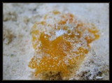 2 long unidentified nudibranch