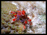 Teardrop Crab