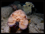 Spanish Slipper Lobster