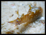 Sea Hare