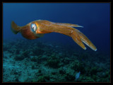 Caribbean Reef Squid