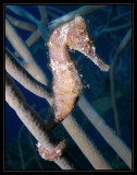 Sea Horse