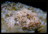 Spotted Scorpionfish