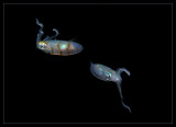 P7100772_.jpg