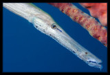 Trumpetfish