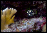 Juvenile Smooth Trunkfish