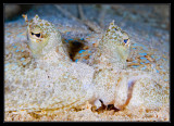 Peacock Flounder