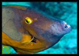 Whitespotted Filefish