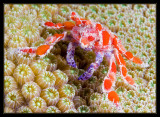 Teardrop Crab