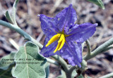 NightShade - IMG_6012.JPG