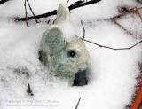 Snow Bunny - IMG_3514.JPG
