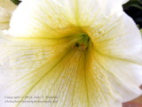 Petunia - IMG_6401.JPG