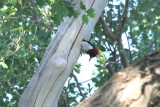 Exiting Nest - IMG_8088.JPG