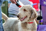 Poodle - IMG_8294.JPG