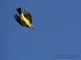 Kingbird - IMG_8148.JPG