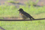 Fledgling Robin - IMG_8122.JPG
