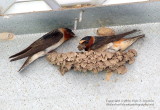 Cliff Swallows - IMG_7802.JPG