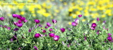 Wildflowers - IMG_7942.JPG