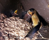 Barn Swallow Lunch - IMG_8846.JPG