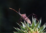 Bug - IMG_8935.JPG