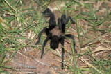 Tarantula - IMG_9003.JPG