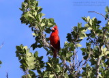 Cardinal - IMG_9020.JPG