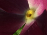 Vinca Core - IMG_9858.JPG